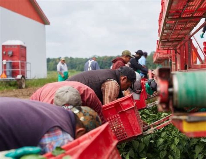 Where do migrant farm workers come from?