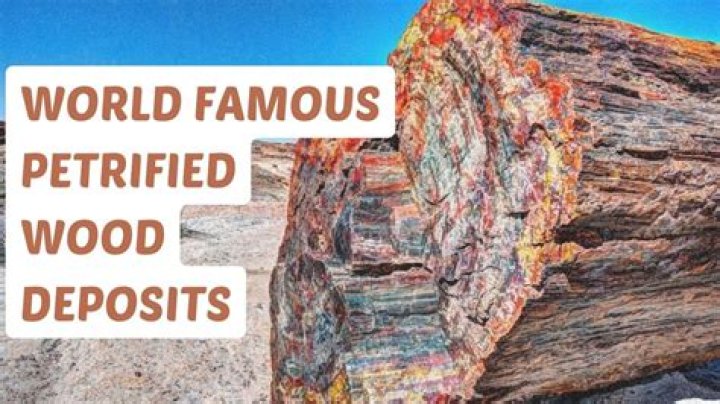 Where is black petrified wood found?