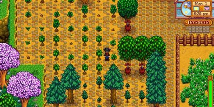 Where is the best place to grow a plant?