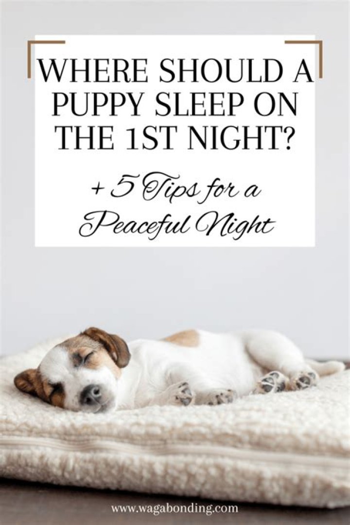 Where should a puppy sleep first night?