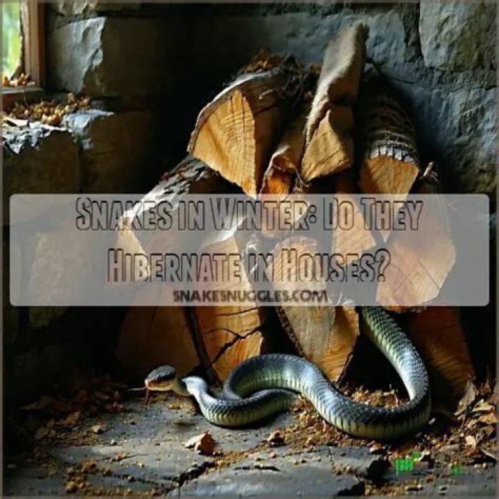 Where would snakes hide in a house?