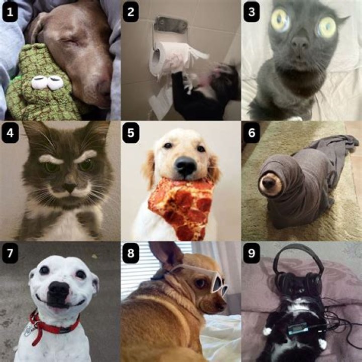 Which animal ghee is best?