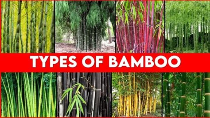 Which bamboo is non invasive and easy to contain?