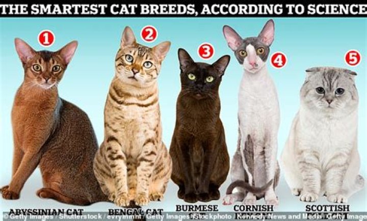 Which cat breeds least meow?