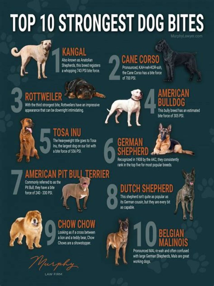 Which dog breed kills most humans?