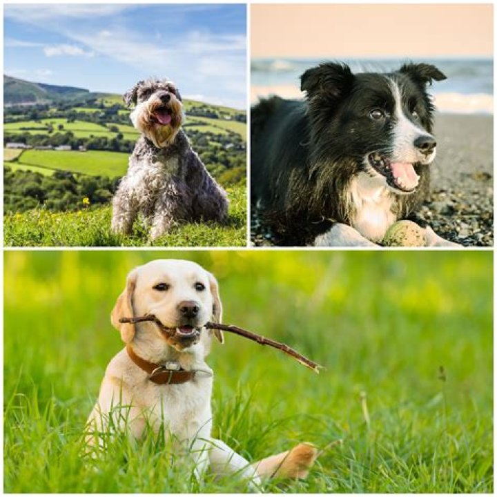 Which dog is easiest to take care?