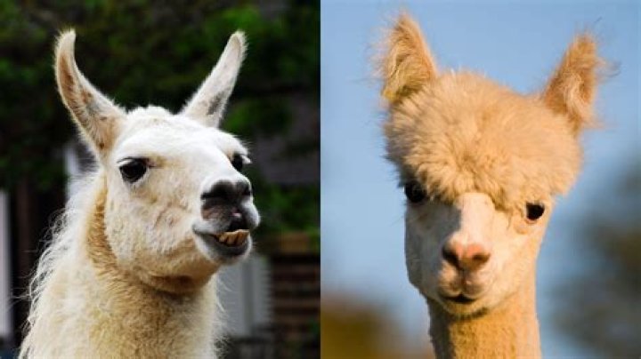 Which is better merino or alpaca?