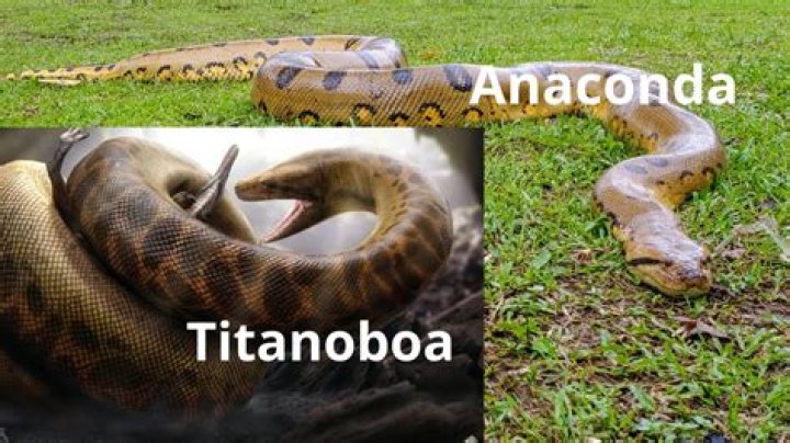 Which is bigger Titanoboa or anaconda?