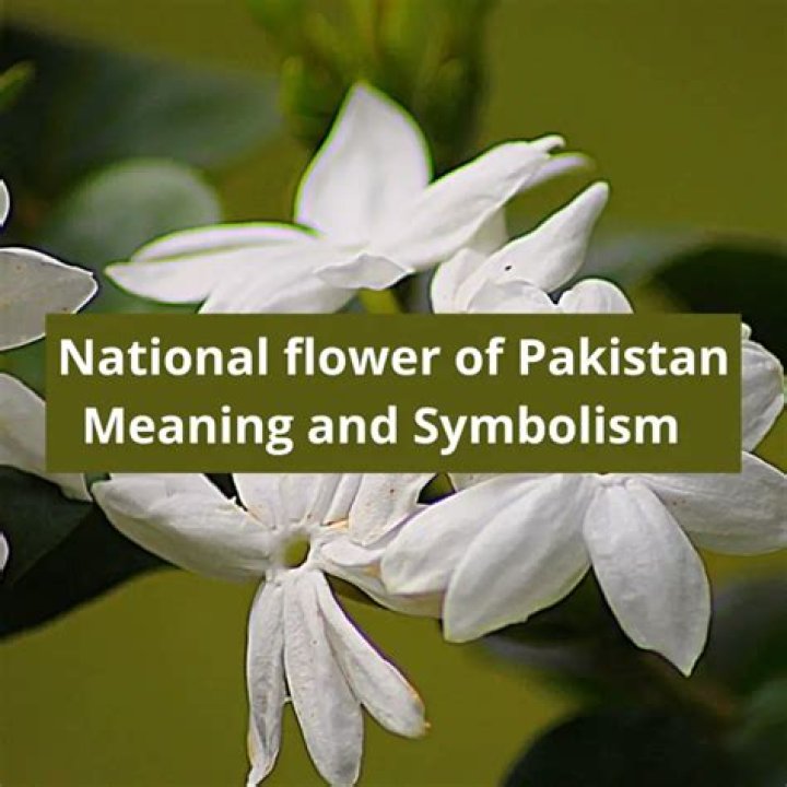 Which is national flower of Pakistan?