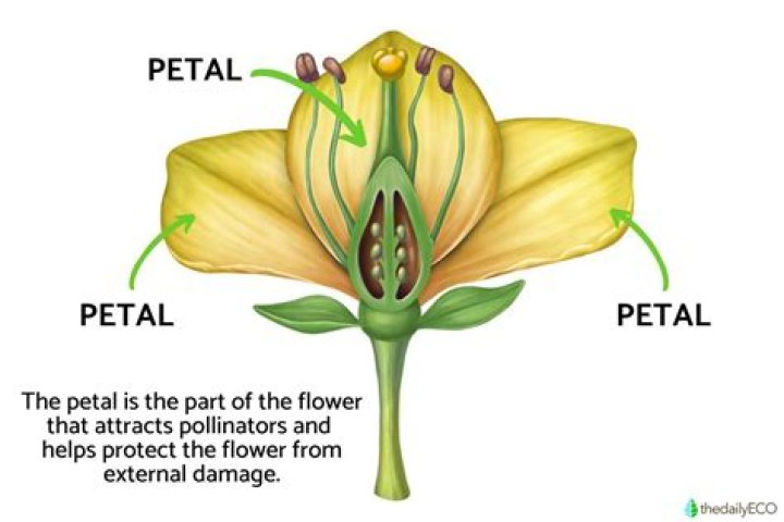 Which part of a flower protects the petal in stage?