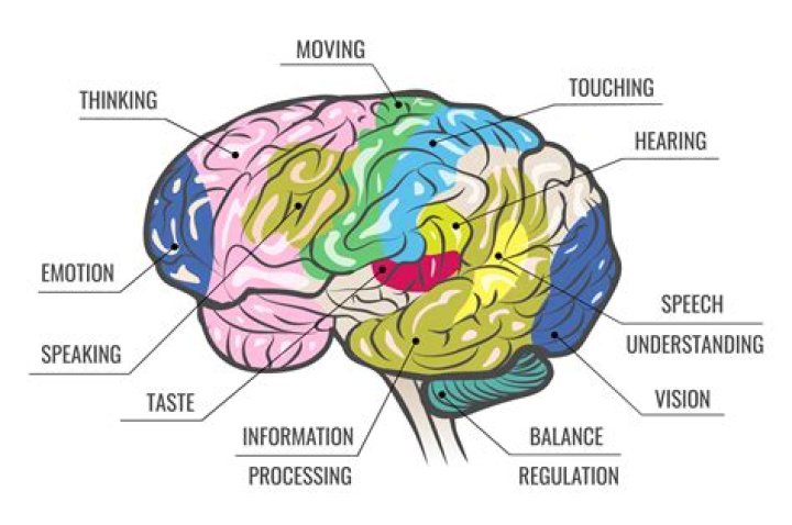 Which part of the brain is responsible for making decisions?