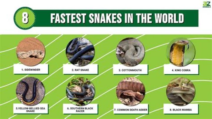 Which snake has the fastest strike?