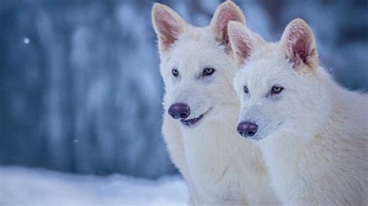 Who brings Elsa back to life?