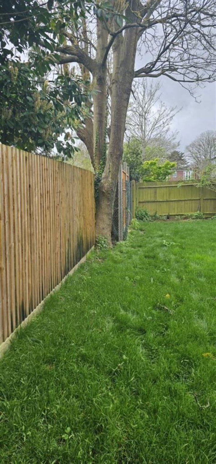 Who owns a tree on a property line UK?