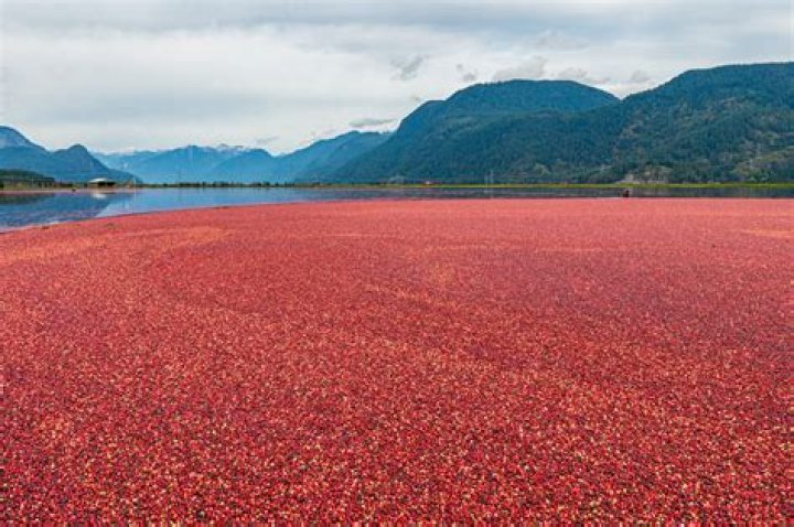 Why are cranberries bad for you?