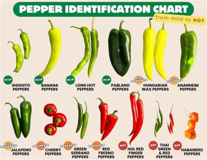 Why are green peppers not good for you?