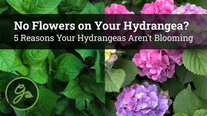 Why are my hydrangeas not thriving?