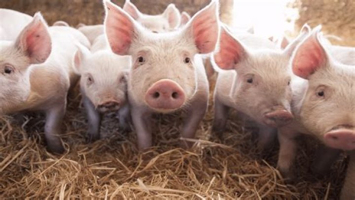 Why are pigs considered dirty?