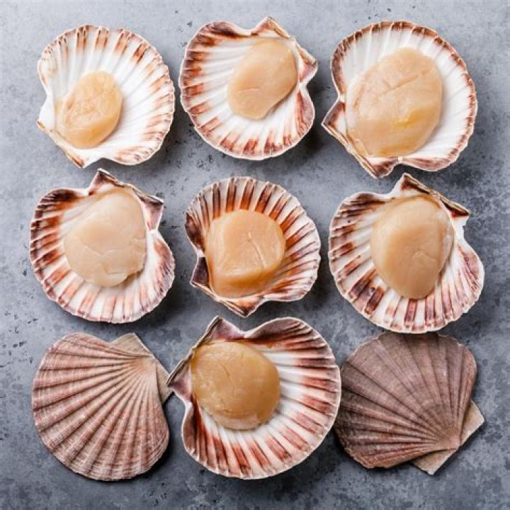 Why are scallops not vegan?