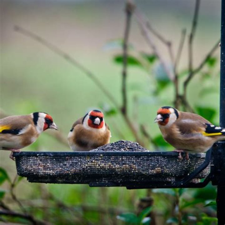 Why are the goldfinches not eating nyjer seed?