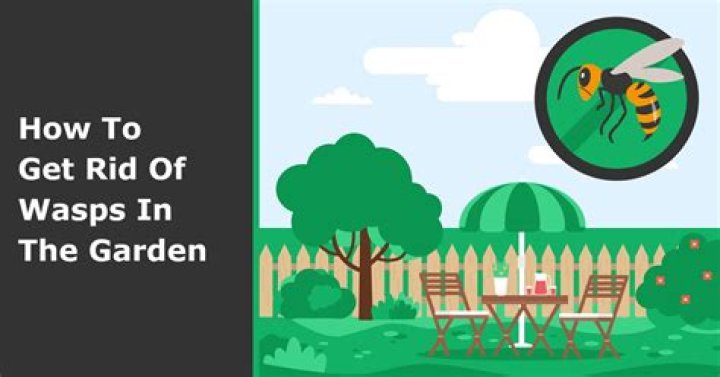 Why are wasps attracted to my garden?