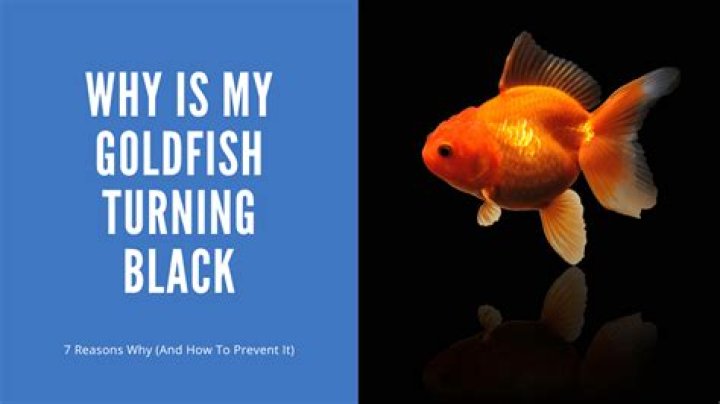 Why did my goldfish turn black?