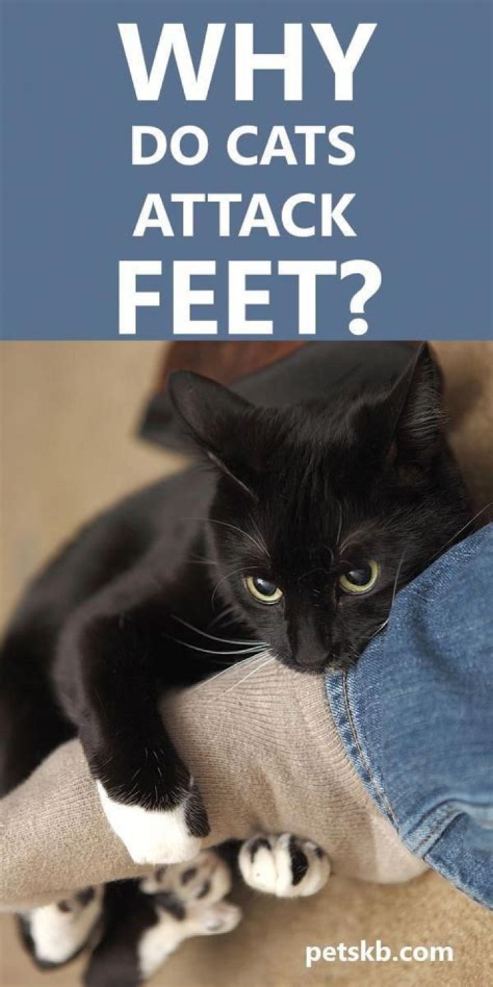 Why do cats kick their back feet?