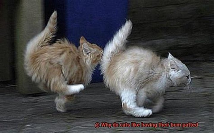 Why do cats like having their bum patted?