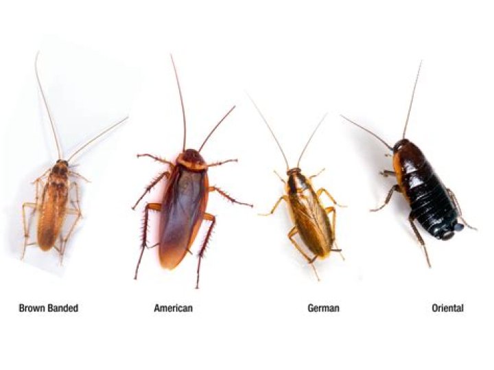 Why do cockroaches run at you?