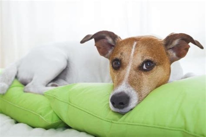 Why do dogs dig at their beds before lying down?