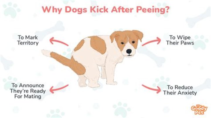 Why do dogs kick after they pee?