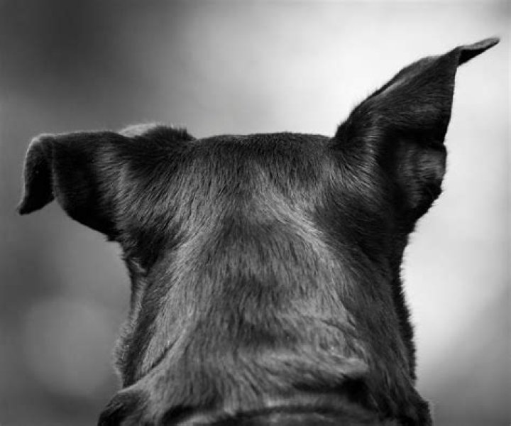 Why do dogs like their ears rubbed?