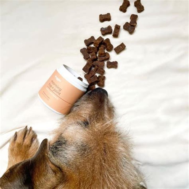 Why do dogs reject one puppy?