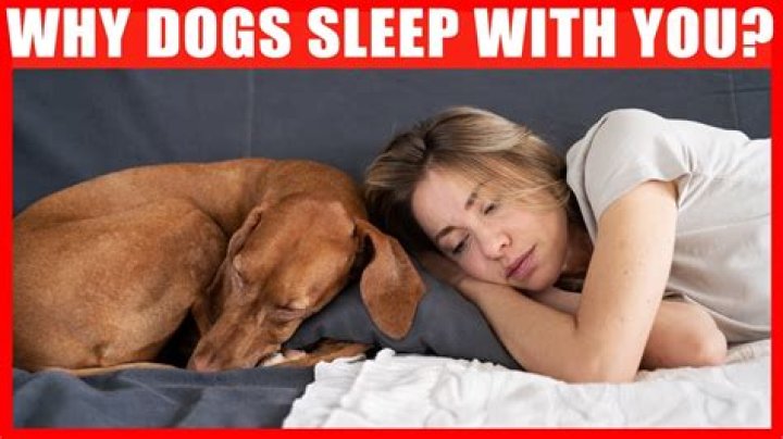 Why do dogs want to sleep next to you?