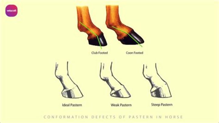 Why do horses flip over?