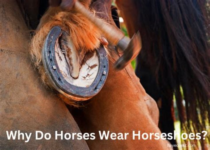 Why do horses get hogged?