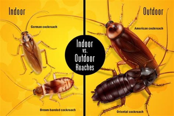 Why do I have roaches in my clean house?