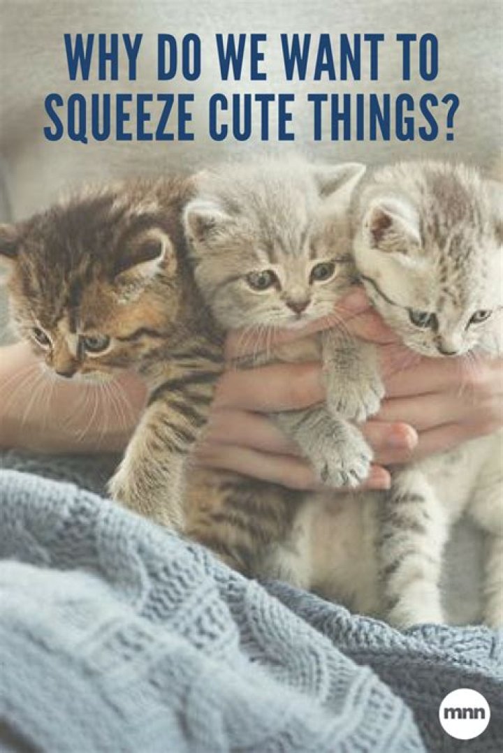 Why do I want to squeeze kitten?