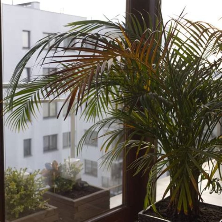 Why do indoor palm trees turn brown?