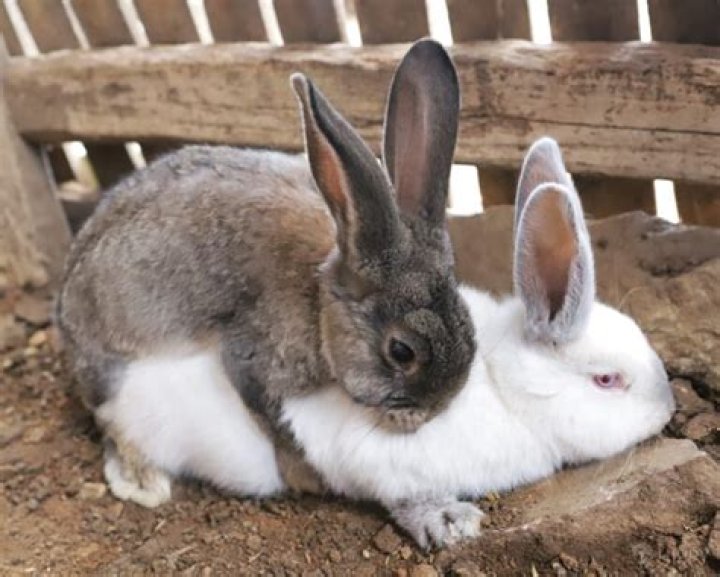 Why do rabbits turn their back to you?