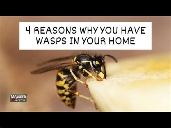 Why do wasps hover around windows?