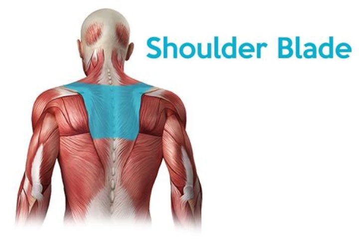 Why does my back hurt between my shoulder blades?