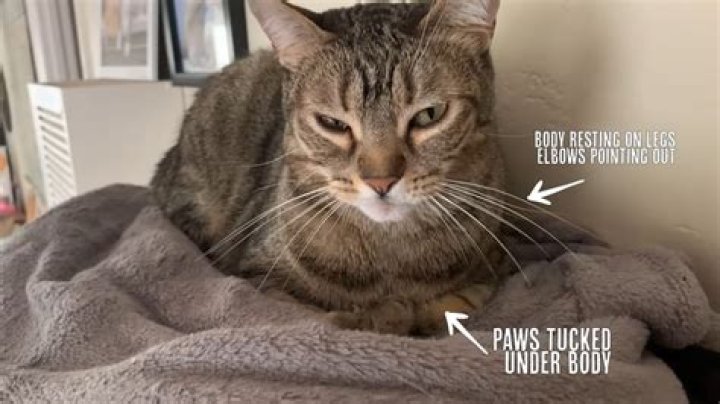 Why does my cat sit in my seat when I get up?