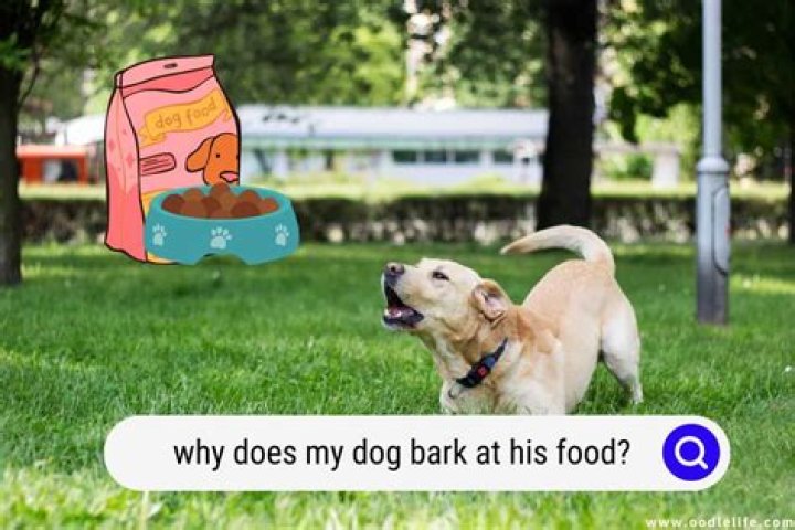 Why does my dog bark at my boyfriend?