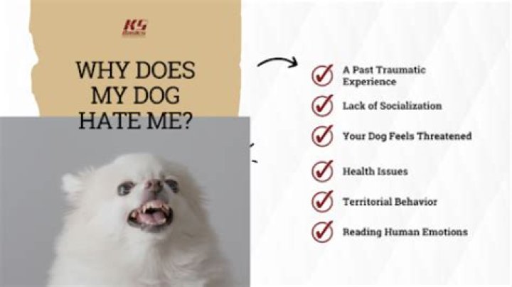 Why does my dog hate a certain person?