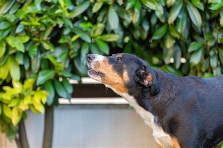 Why does my dog yelp in pain for no reason?