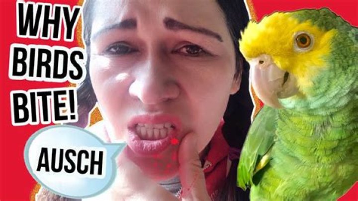 Why does my parrot nibble my skin?