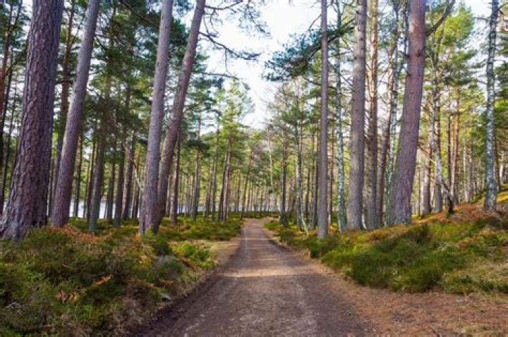 Why does Scotland not have forests?