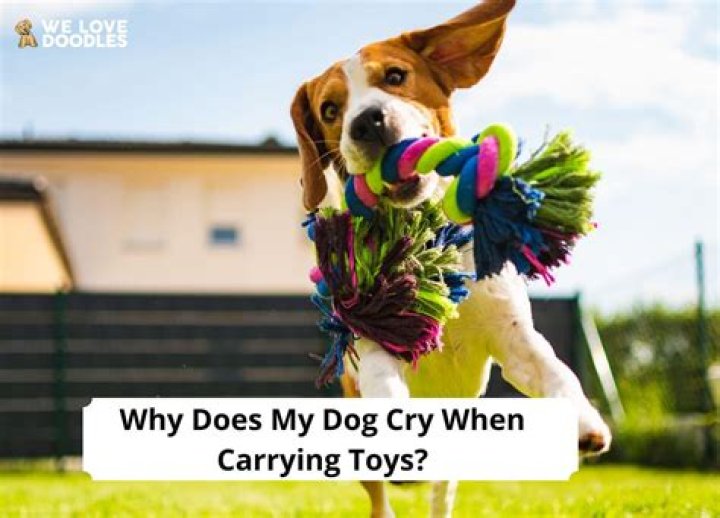 Why does the dog cry at night?
