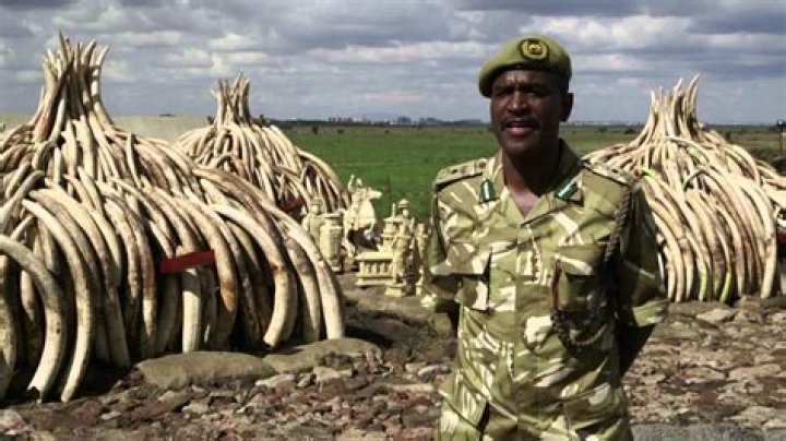 Why is ivory so valuable?